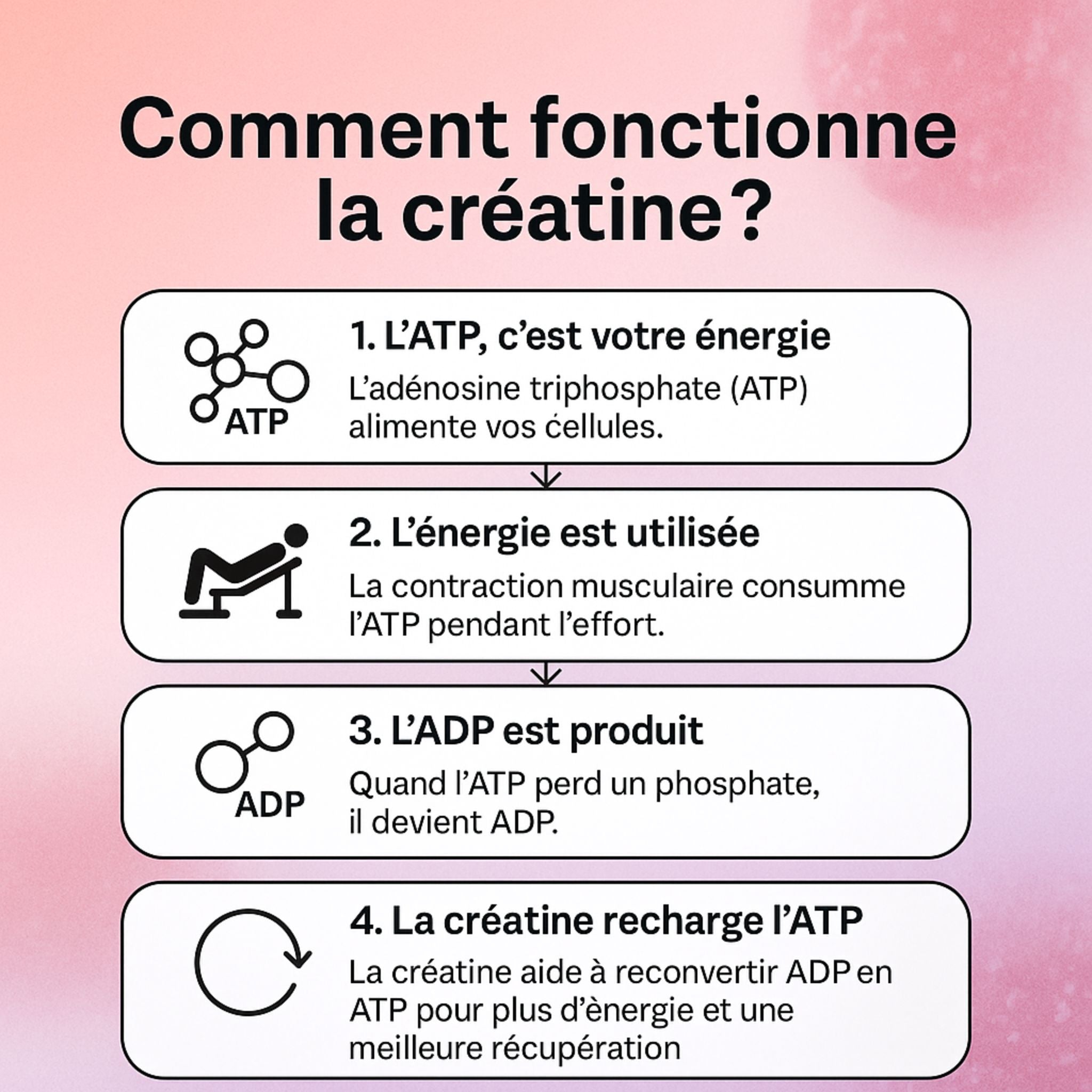 Suggy - Créatine Goût Fruits Rouges